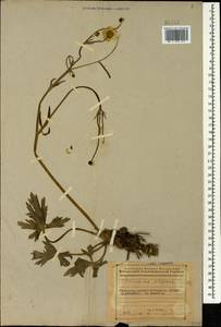 Ranunculus grandiflorus L., Caucasus, Azerbaijan (K6) (Azerbaijan)