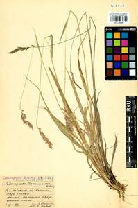 Calamagrostis korotkyi Litv., Siberia, Baikal & Transbaikal region (S4) (Russia)