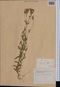 Atocion armeria (L.) Raf., Western Europe (EUR) (France)