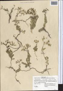 Haplophyllum versicolor Fisch. & C. A. Mey., Middle Asia, Syr-Darian deserts & Kyzylkum (M7) (Tajikistan)