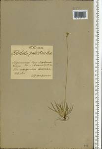 Tofieldia pusilla (Michx.) Pers., Eastern Europe, Northern region (E1) (Russia)