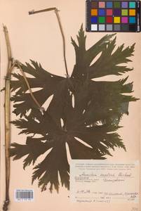 Aconitum septentrionale Koelle, Eastern Europe, Western region (E3) (Russia)