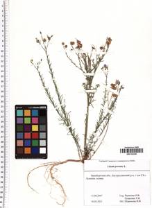 Linum perenne L., Eastern Europe, Eastern region (E10) (Russia)