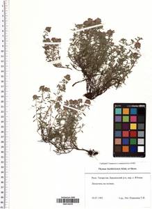 Thymus bashkiriensis Klokov & Des.-Shost., Eastern Europe, Middle Volga region (E8) (Russia)