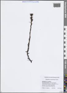 Hypopitys monotropa Crantz, Eastern Europe, Central region (E4) (Russia)