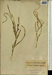 Moraea lewisiae (Goldblatt) Goldblatt, Africa (AFR) (South Africa)