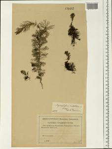 Myriophyllum verticillatum L., Eastern Europe, North-Western region (E2) (Russia)