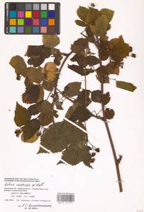 Rubus nessensis Hall, Eastern Europe, Western region (E3) (Russia)