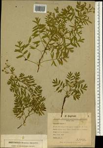 Sibbaldianthe bifurca subsp. bifurca, South Asia, South Asia (Asia outside ex-Soviet states and Mongolia) (ASIA) (Germany)