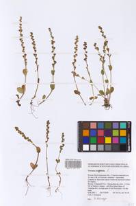 Veronica serpyllifolia L., Eastern Europe, Lower Volga region (E9) (Russia)