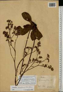 Limonium alutaceum (Stev.) Kuntze, Eastern Europe, South Ukrainian region (E12) (Ukraine)