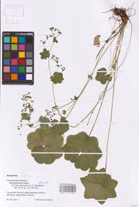 Alchemilla heptagona Juz., Eastern Europe, Western region (E3) (Russia)