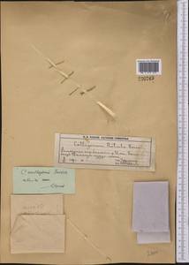 Calligonum acanthopterum I. G. Borshch., Middle Asia, Muyunkumy, Balkhash & Betpak-Dala (M9) (Kazakhstan)