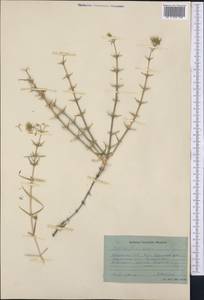 Acanthophyllum pungens (Bunge) Boiss., Middle Asia, Syr-Darian deserts & Kyzylkum (M7) (Kazakhstan)