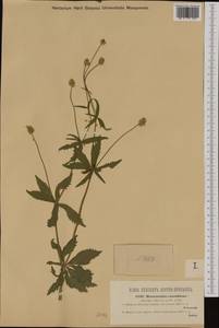 Ranunculus cassubicus L., Eastern Europe, West Ukrainian region (E13) (Ukraine)