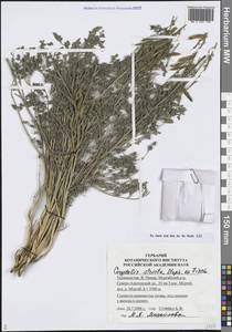 Corydalis stricta Stephan ex DC., Middle Asia, Pamir & Pamiro-Alai (M2) (Tajikistan)