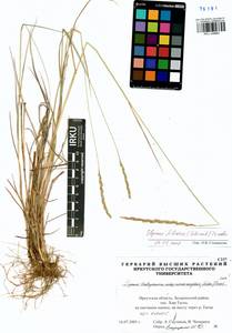 Elymus fibrosus (Schrenk) Tzvelev, Siberia, Baikal & Transbaikal region (S4) (Russia)