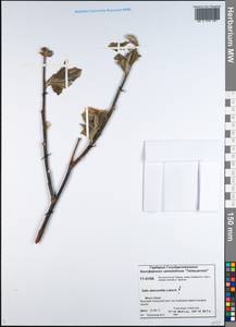 Salix abscondita Laksch., Siberia, Central Siberia (S3) (Russia)