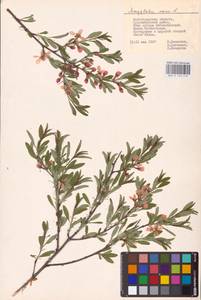Prunus tenella Batsch, Eastern Europe, Lower Volga region (E9) (Russia)