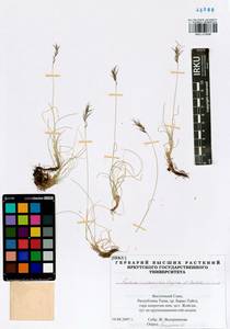 Festuca vivipara (L.) Sm., Siberia, Altai & Sayany Mountains (S2) (Russia)