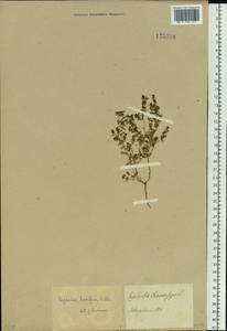 Euphorbia humifusa Willd., Siberia, Baikal & Transbaikal region (S4) (Russia)