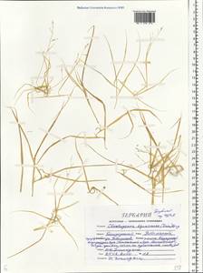 Cleistogenes squarrosa (Trin.) Keng, Eastern Europe, Central forest-and-steppe region (E6) (Russia)