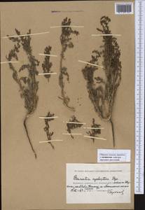 Bienertia cycloptera Bunge, Middle Asia, Caspian Ustyurt & Northern Aralia (M8) (Kazakhstan)
