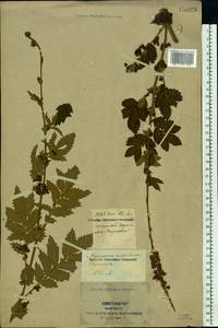Agrimonia eupatoria L., Eastern Europe, North Ukrainian region (E11) (Ukraine)