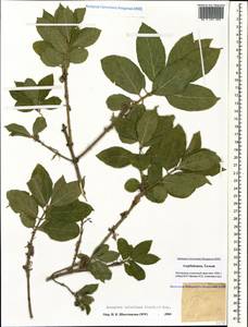 Euonymus velutinus (C. A. Mey.) Fisch. & C. A. Mey., Caucasus, Azerbaijan (K6) (Azerbaijan)