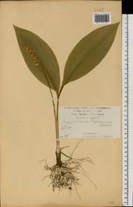 Convallaria majalis L., Eastern Europe, Central forest-and-steppe region (E6) (Russia)