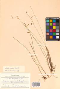 Carex laxa Wahlenb., Siberia, Russian Far East (S6) (Russia)