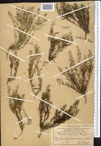 Thesium ramosum Hayne, Middle Asia, Western Tian Shan & Karatau (M3) (Kazakhstan)