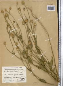 Cephalaria sublanata (Bornm.) Szabó, Middle Asia, Syr-Darian deserts & Kyzylkum (M7) (Tajikistan)