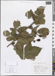 Rubus allegheniensis Porter, Eastern Europe, Moscow region (E4a) (Russia)