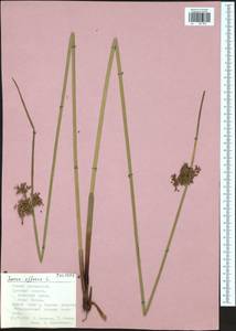 Juncus effusus L., Eastern Europe, Central region (E4) (Russia)