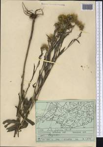 Inula japonica Thunb., Siberia, Russian Far East (S6) (Russia)