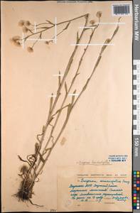 Erigeron lonchophyllus Hook., Siberia, Yakutia (S5) (Russia)