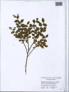 Vaccinium myrtillus L., Siberia, Baikal & Transbaikal region (S4) (Russia)