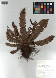 Polystichum lonchitis (L.) Roth, Siberia, Altai & Sayany Mountains (S2) (Russia)