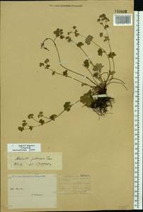 Alchemilla glaucescens Wallr., Eastern Europe, Central forest-and-steppe region (E6) (Russia)