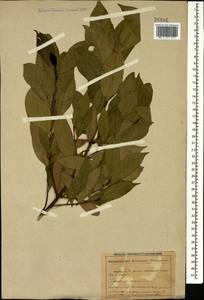 Laurus nobilis L., Caucasus, Abkhazia (K4a) (Abkhazia)