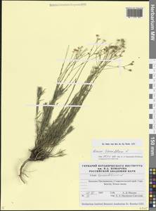 Linum tenuifolium L., Caucasus, Stavropol Krai, Karachay-Cherkessia & Kabardino-Balkaria (K1b) (Russia)