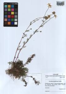 Tanacetum pulchrum (Ledeb.) Sch. Bip., Siberia, Altai & Sayany Mountains (S2) (Russia)