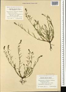 Thesium ramosum Hayne, Caucasus, Black Sea Shore (from Novorossiysk to Adler) (K3) (Russia)