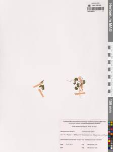 Viola crassa subsp. avatschensis (W.Becker & Hultén) Espeut, Siberia, Chukotka & Kamchatka (S7) (Russia)