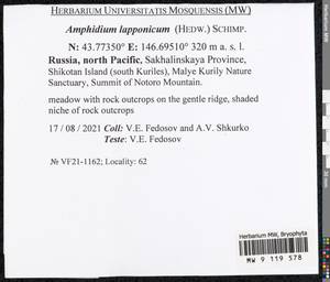 Amphidium lapponicum (Hedw.) Schimp., Bryophytes, Bryophytes - Russian Far East (excl. Chukotka & Kamchatka) (B20) (Russia)
