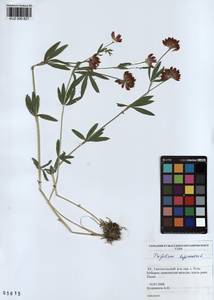 KUZ 000 827, Trifolium lupinaster L., Siberia, Altai & Sayany Mountains (S2) (Russia)