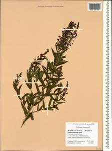 Lythrum virgatum L., Caucasus, Black Sea Shore (from Novorossiysk to Adler) (K3) (Russia)