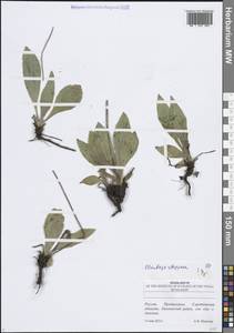 Plantago urvillei Opiz, Eastern Europe, Lower Volga region (E9) (Russia)