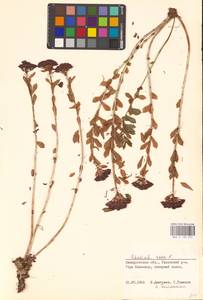 Rhodiola rosea L., Eastern Europe, West Ukrainian region (E13) (Ukraine)